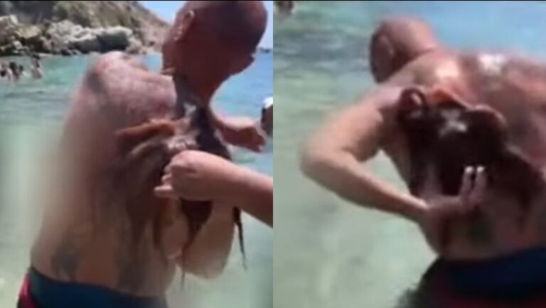 Oktapodi ‘sulmon’ turistin dhe nuk e lëshon, video bëhet virale